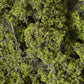 Light Green Fine Leaf Foliage. F1132