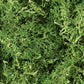 Medium Green Lichen L163