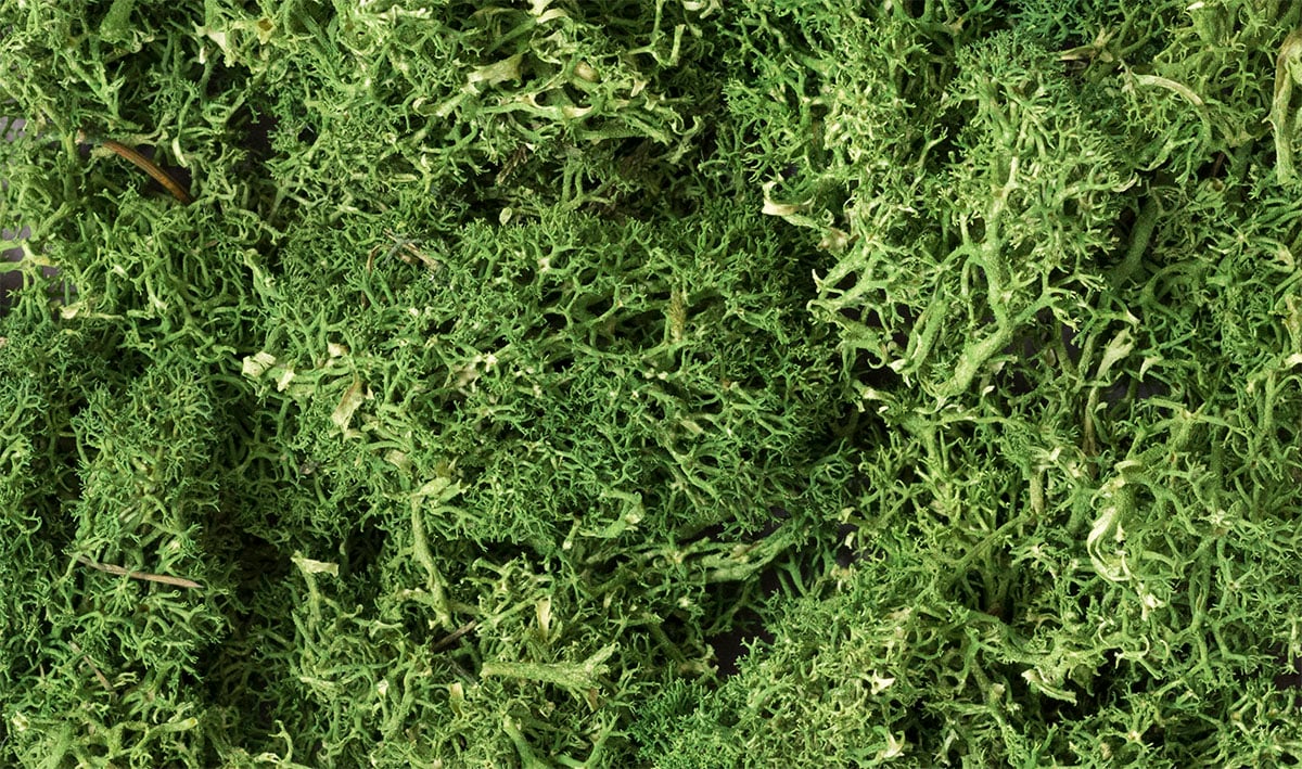 Medium Green Lichen L163