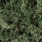 Dark Green Lichen L164